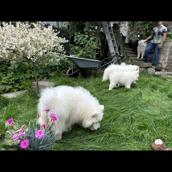 Samoyed - Both