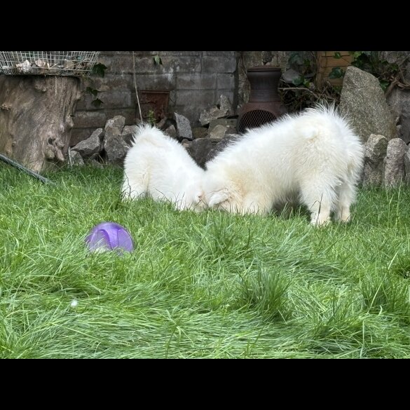 Samoyed - Both