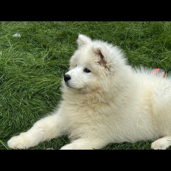 Samoyed - Both