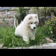 Samoyed - Both