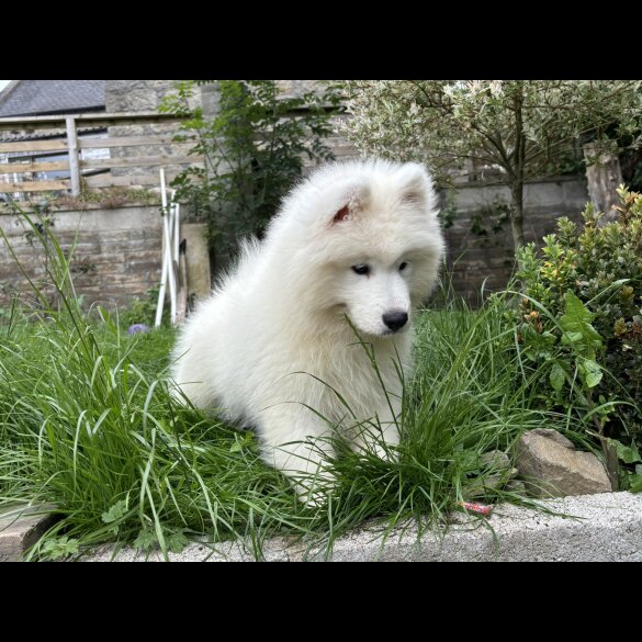 Samoyed - Both