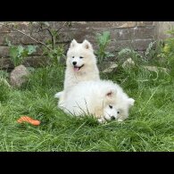 Samoyed - Both