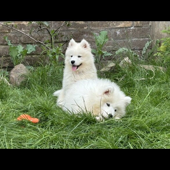 Samoyed - Both