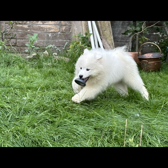 Samoyed - Both