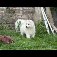 Samoyed - Both