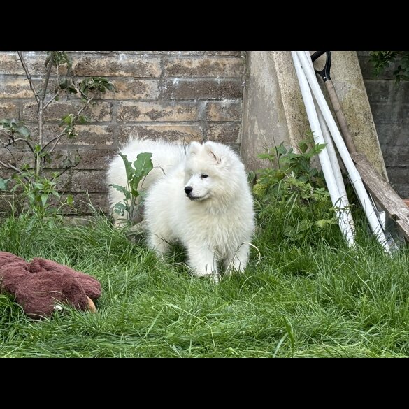 Samoyed - Both
