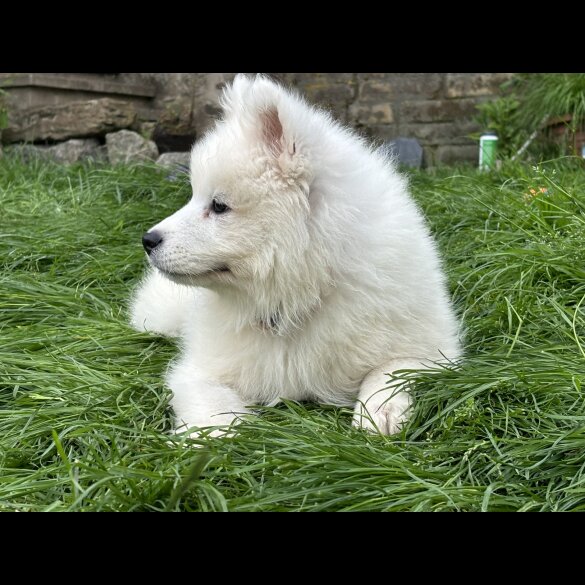 Samoyed - Both
