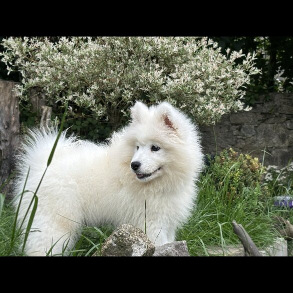 Samoyed - Both