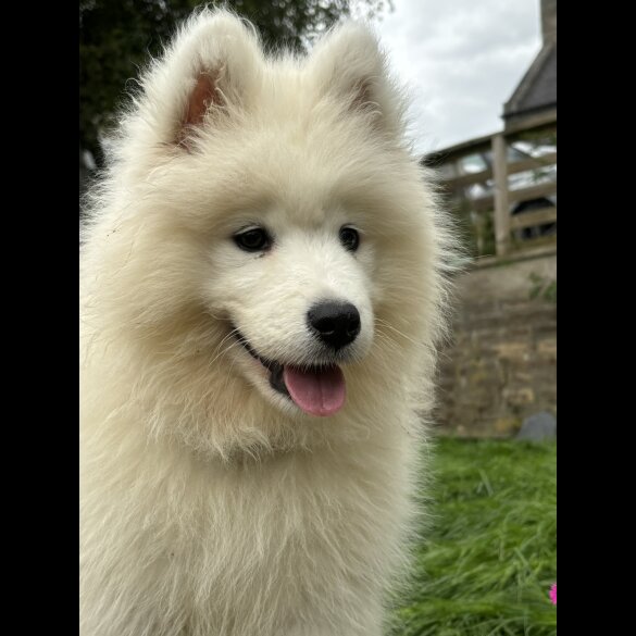Samoyed - Both