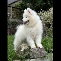 Samoyed - Both