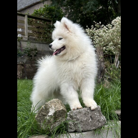 Samoyed - Both