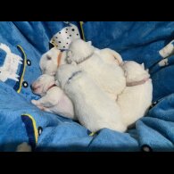 Samoyed - Both