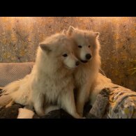 Samoyed - Both