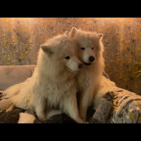 Samoyed - Both