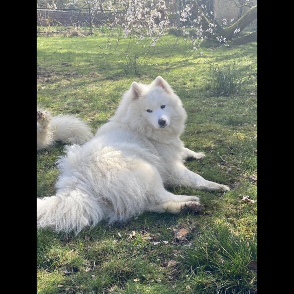 Samoyed - Both
