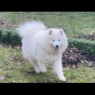 Samoyed - Both