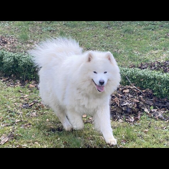 Samoyed - Both