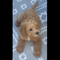 Schnoodle - Dogs