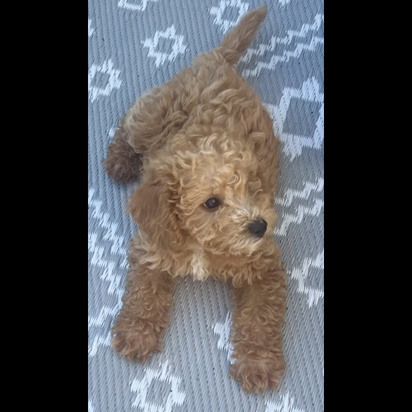 Schnoodle - Dogs