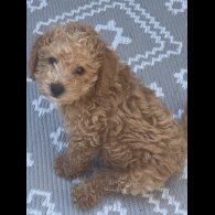 Schnoodle - Dogs