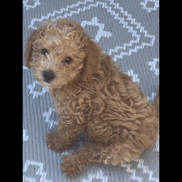 Schnoodle - Dogs