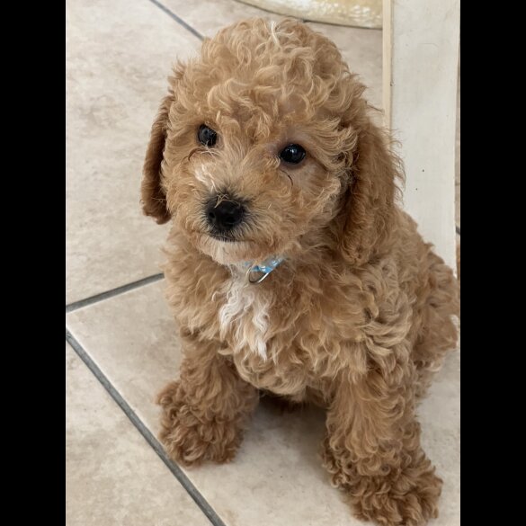 Schnoodle - Dogs