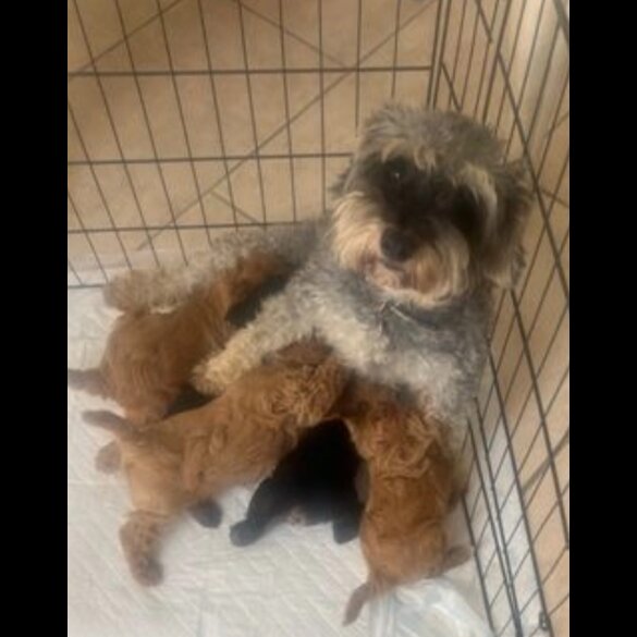 Schnoodle - Dogs