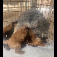 Schnoodle - Dogs