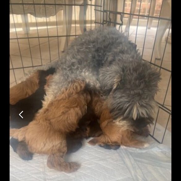 Schnoodle - Dogs