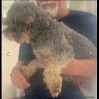 Schnoodle - Dogs