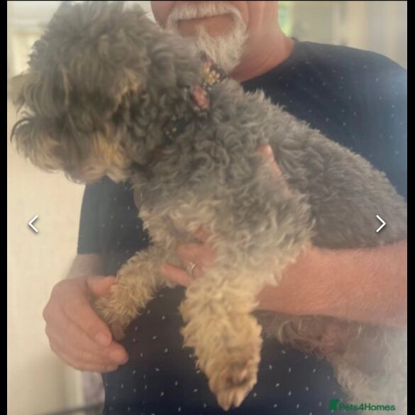 Schnoodle - Dogs