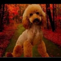 Schnoodle - Dogs