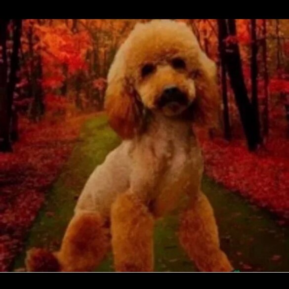 Schnoodle - Dogs
