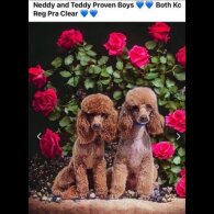Schnoodle - Dogs