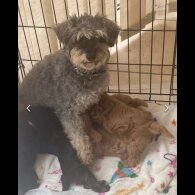 Schnoodle - Dogs