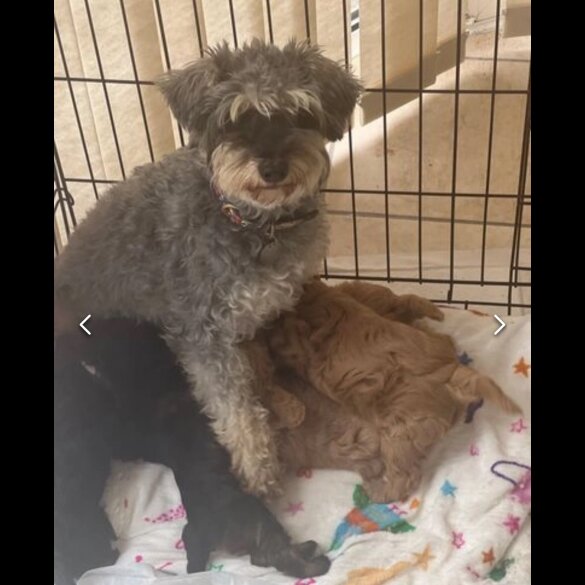 Schnoodle - Dogs