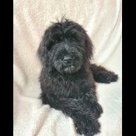 Schnoodle - Both