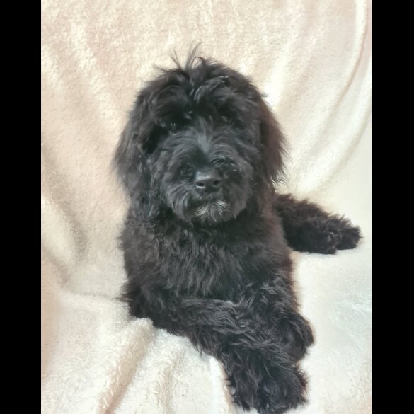 Schnoodle - Both
