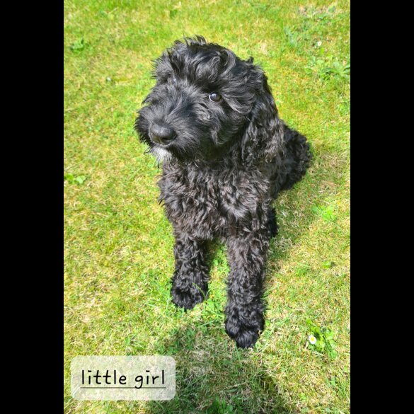 Schnoodle - Both
