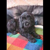 Schnoodle - Both