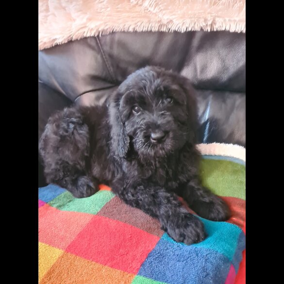 Schnoodle - Both