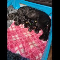 Schnoodle - Both