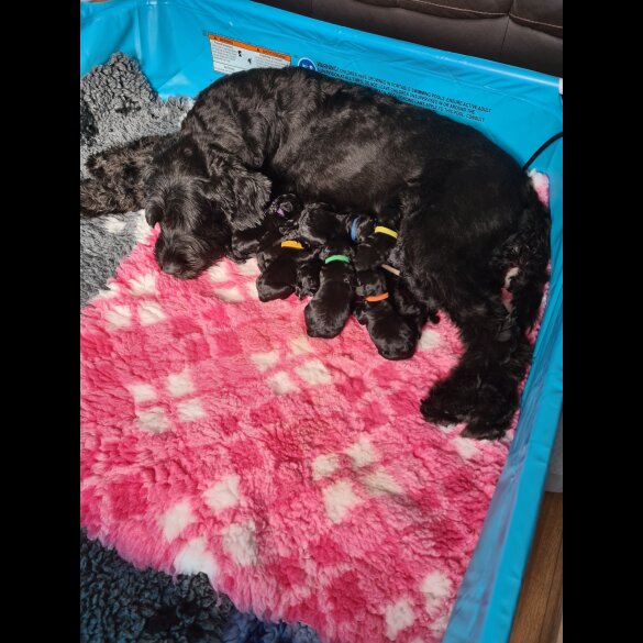 Schnoodle - Both