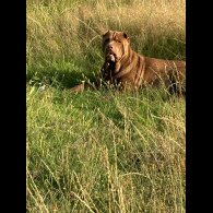 Shar Pei - Both