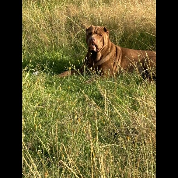 Shar Pei - Both