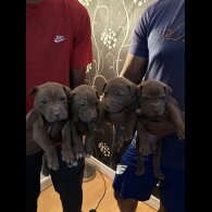 Shar Pei - Both