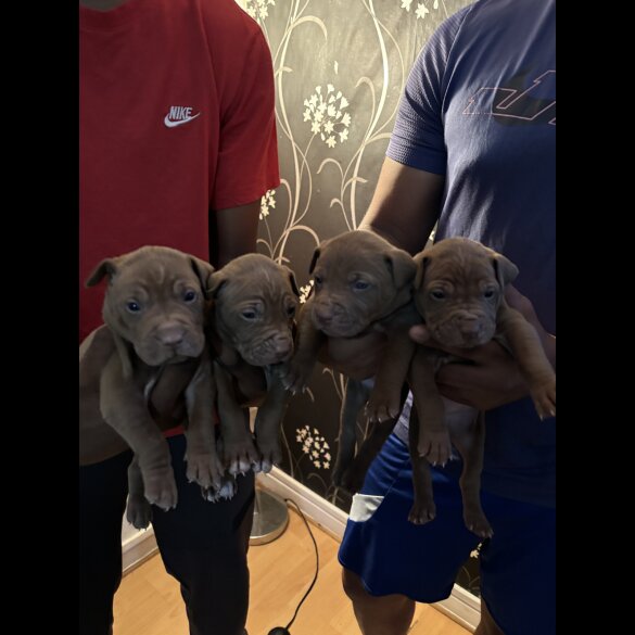 Shar Pei - Both