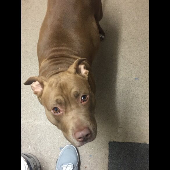 Shar Pei - Both