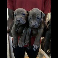 Shar Pei - Both