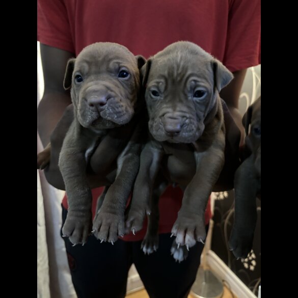 Shar Pei - Both